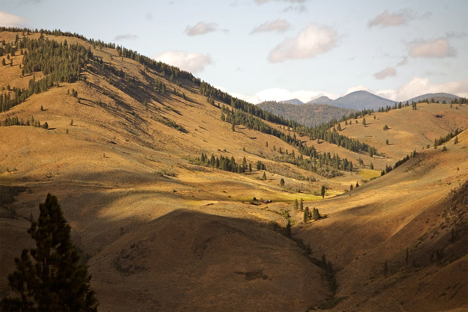 Golden hills and pine slopes of the Methow Valley under a blue sky